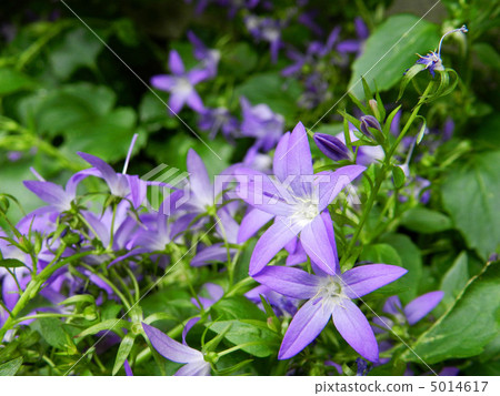 Campanula Alpine Blue 5014617