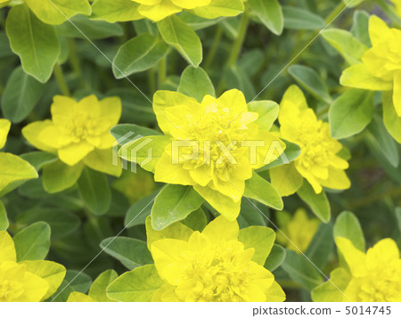 Euphorbia polychroma Euphorbia polychroma 5014745