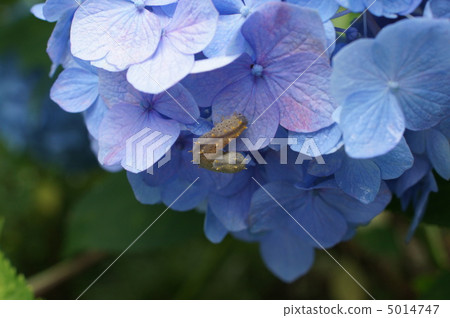 我的幼蟲幼蟲 5014747