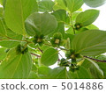 Buds of oysters 5014886
