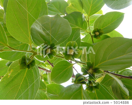 Buds of oysters 5014886
