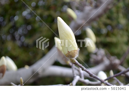 Hakuren's bud 5015041