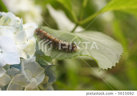 My larva larva 5015092