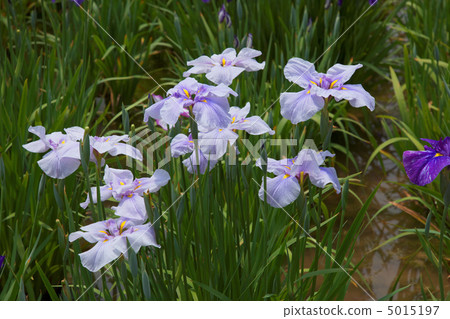 Horikiri Light pale wisteria at iris garden Purple irises / Oguda 5015197