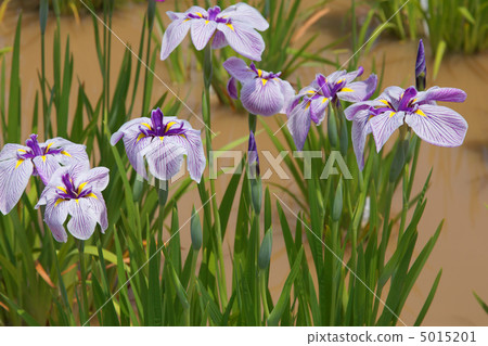 Horikiri is iris Garland white lanterns with indigo veins · Long days of Kanyo Horikiri is iris Garland white lanterns with indigo veins · Long days of Kanyo 5015201