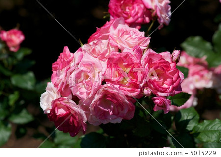 Sakuraga Sakuraga 5015229