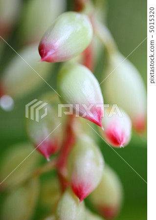 Bud of Ghetto 5015320