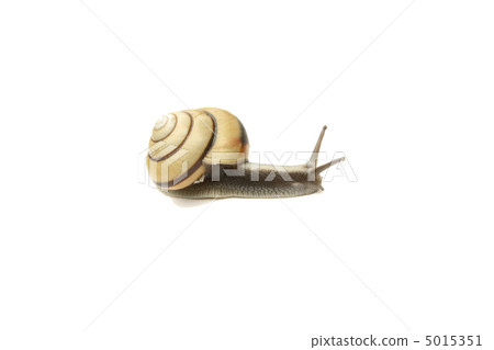 蝸牛 蝸牛 5015351