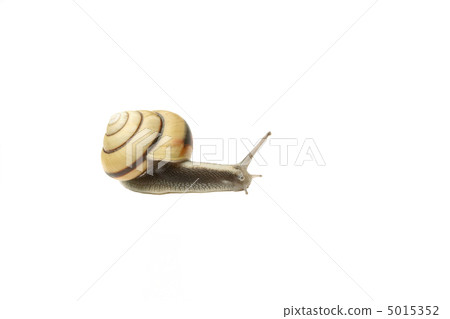 蝸牛 蝸牛 5015352