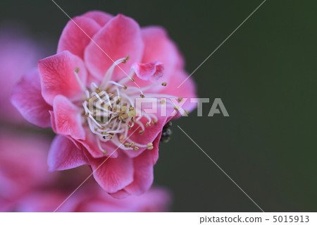Plum blossom  5015913