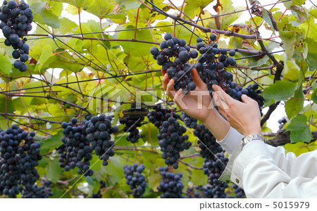 Harvesting of grapes 5015979