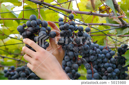 Wine grapes 5015980