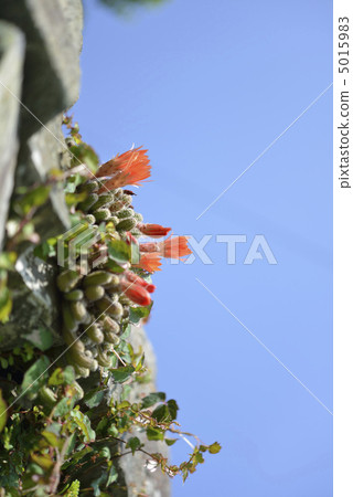 仙人掌·白色床（檀香） 5015983