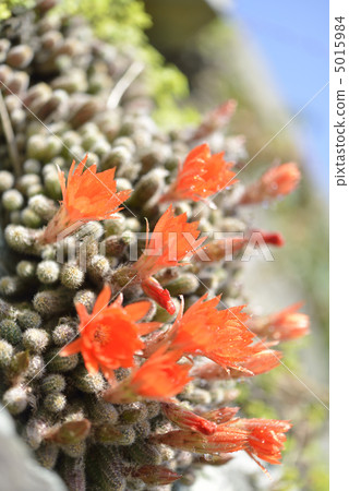 Cactus · White bed (sandalwood) 5015984