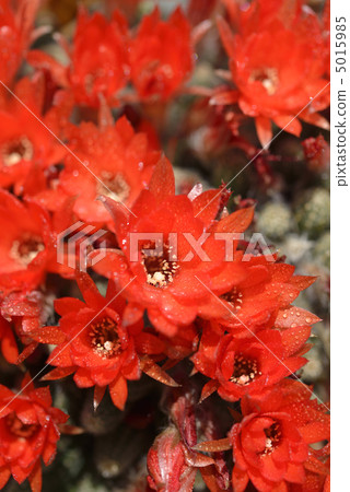 仙人掌·白色床（檀香） 5015985