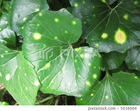 Variegated twist 5016004