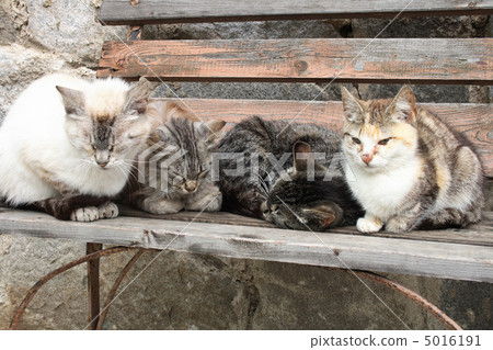 cats cats 5016191