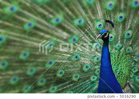 peacock with nice feathers peacock with nice feathers 5016290