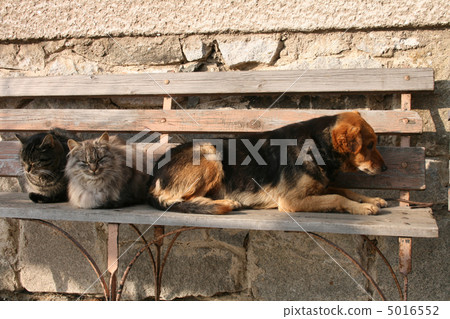 cats and dog cats and dog 5016552