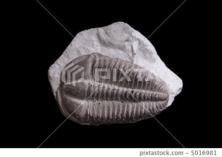 trilobite trilobite 5016981