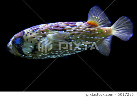 color exotic fish 5017255