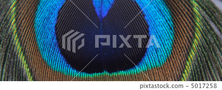 feather of peacock 5017258