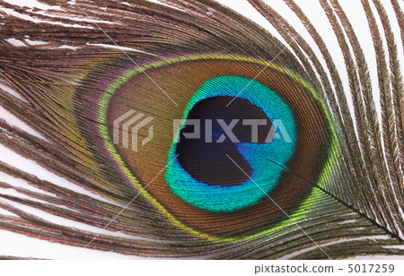 feather of peacock 5017259