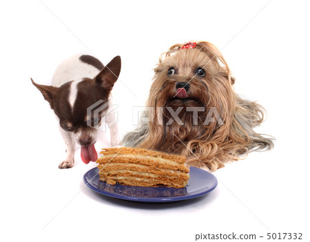 two dogs and the cake two dogs and the cake 5017332