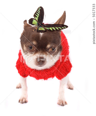 chihuahua chihuahua 5017333