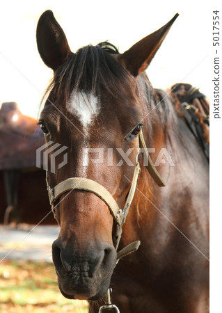 head of horse head of horse 5017554