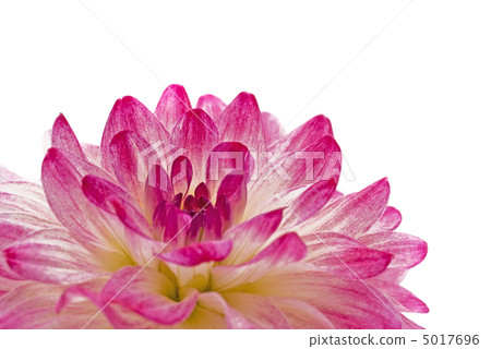 bloom, botanic, botanical 5017696