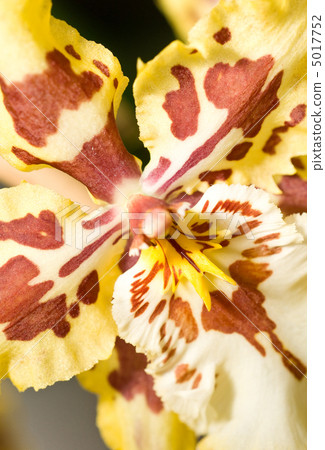 Close-up of orchid flower in Keukenhof Close-up of orchid flower in Keukenhof 5017752