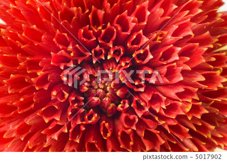 Macro of red georgina 5017902