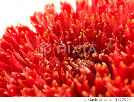 Red dahlia bud with drops 5017964