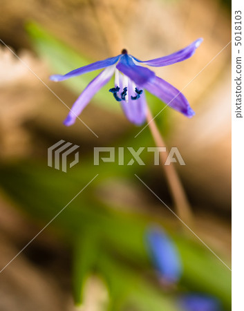 Squill flower in spring: Macro with shallow DOF 5018103