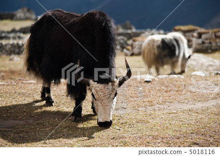 Yaks in highland village in Himalayas 5018116