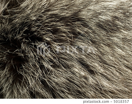 Beautiful fur of polar Fox 5018357