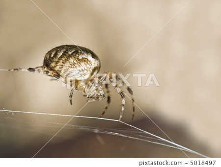Macro shot of large spider 5018497