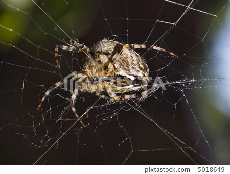 Close-up of Beautiful spider Close-up of Beautiful spider 5018649