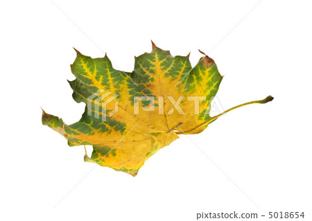 Autumn. maple leaf isolated Autumn. maple leaf isolated 5018654