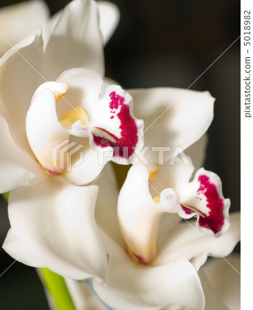 cymbidium orchid flower in Keukenhof 5018982