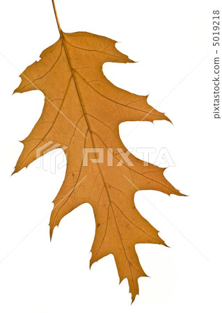 Fall. Yellow maple leaf Isolated Fall. Yellow maple leaf Isolated 5019218
