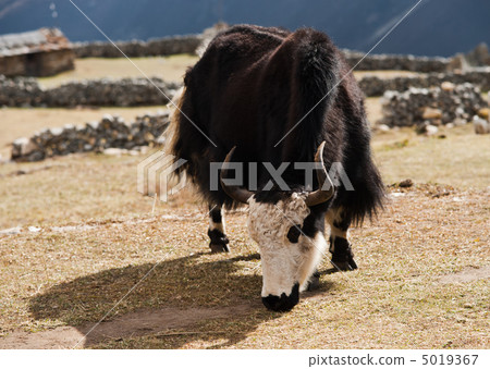 rural life in Nepal: Yak and highland village 5019367