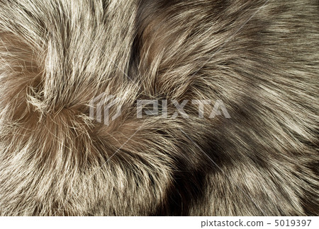 Texture - Beautiful polar Fox fur 5019397