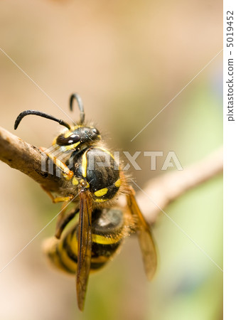 Spring. Closeup of Wasp Spring. Closeup of Wasp 5019452