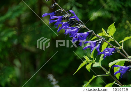 June Meadowsi / Labiaceae 13 5019719