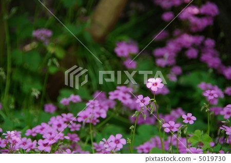 六月Murasaki牛鳥·catablassidae 13 5019730