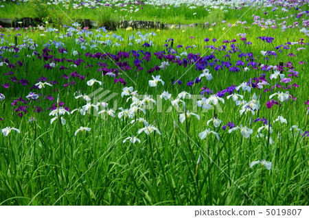 June Hanashaubu · Iridaceae 167 Showa Memorial Park 5019807