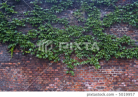 Old brick wall overgrown with vine 5019957