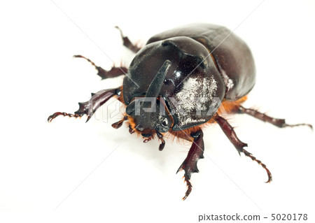 Macro of rhinoceros or unicorn beetle 5020178